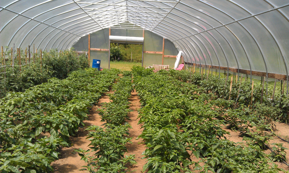 gallery/farm-photos/Pepper plants in high tunnel.jpg